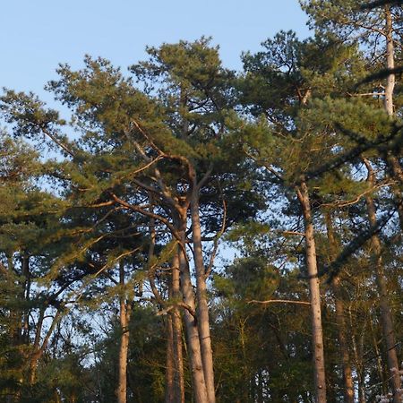 Neufchâtel-Hardelot Bain De Foret - Lodges Cosy & Spa מראה חיצוני תמונה